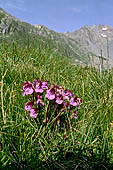 Val Malenco - Pedicularis